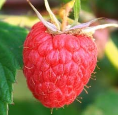 frambuesa fruto